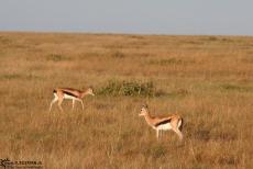 IMG 8304-Kenya, thomson gazelles in Masai Mara